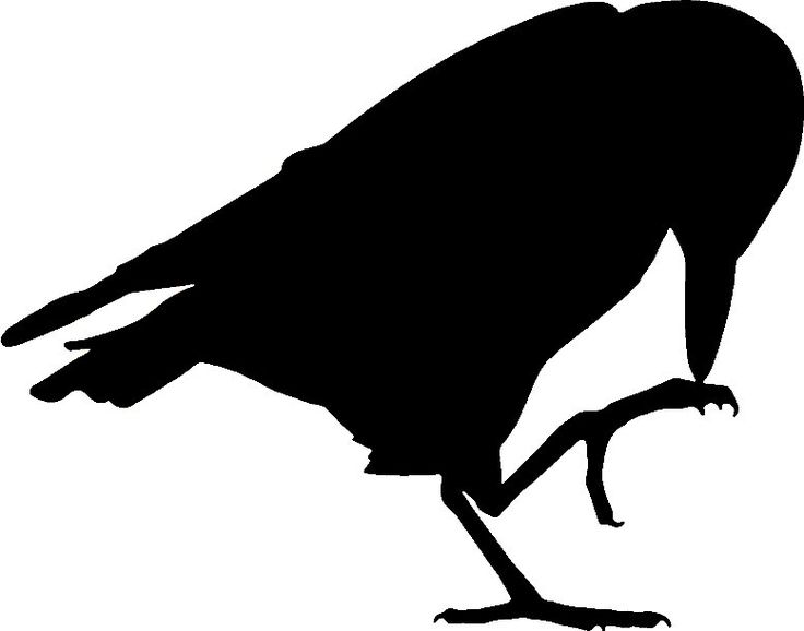736x578 Best Crow Silhouette Ideas Ravens, Raven