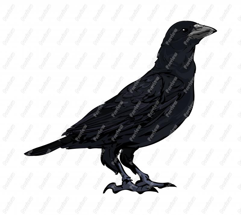 800x715 Realistic American Crow Bird Character Clip Art