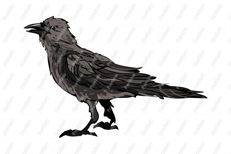 800x534 Realistic Fish Crow Bird Character Clip Art