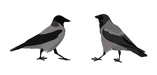 612x294 Hooded Crow Clipart