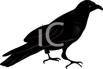 350x236 Royalty Free Crow Clip Art, Bird Clipart