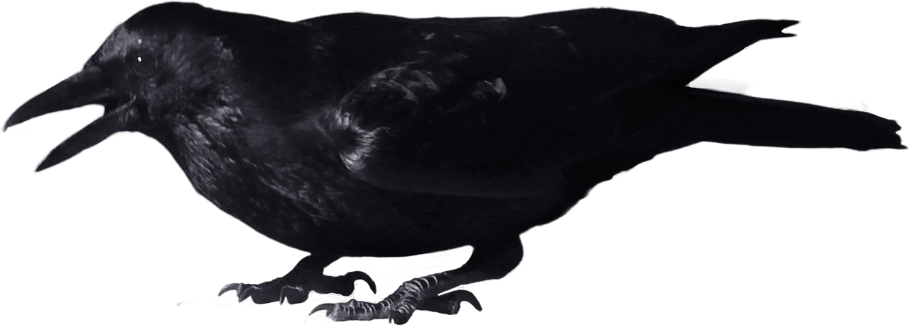 1282x469 Crow Png Images, Download Pictures