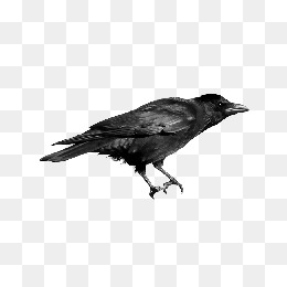 260x260 Crow Png, Vectors, Psd, And Icons For Free Download Pngtree
