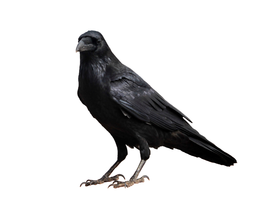 900x695 Crow A Transparent Background. By Prussiaart