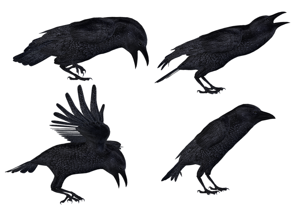 1024x724 Crows 2 Png Stock By Roy3d