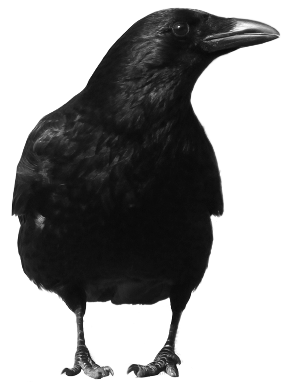 600x800 Black Crow Png Image