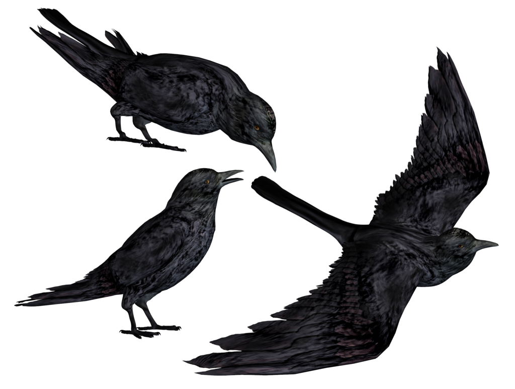 1024x773 Crows Png Stock By Roy3d