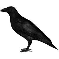 200x200 Download Crow Free Png Photo Images And Clipart Freepngimg