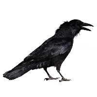 200x200 Download Crow Png Image Hq Png Image Freepngimg