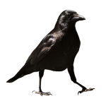150x150 Crow Free Png Transparent Background Images Free Download Clipart