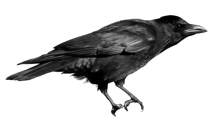 900x540 Crow Png Clipart Web Icons Png