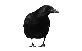270x170 Crow Png Pictures, Images Free Download