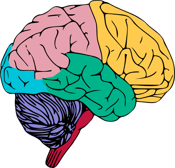 600x576 Brain Free To Use Clip Art