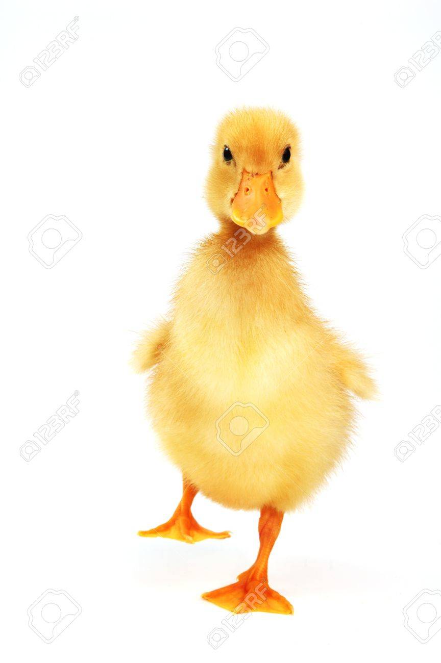 864x1300 Cute Little Yellow Duck Stock Photo, Picture And Royalty Free
