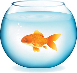 255x242 Free Goldfish Clipart