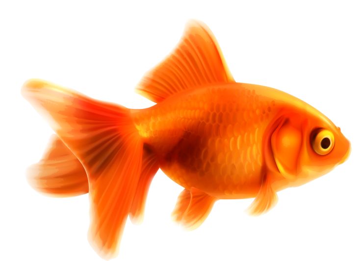 Cute Goldfish Clipart | Free download on ClipArtMag