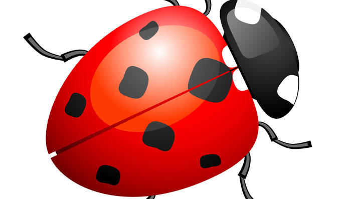 690x397 Ladybug Vector Amp Graphics To Download