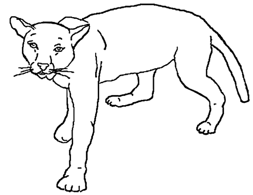 861x664 Lion Black And White Cute Lion Clipart Black And White 2