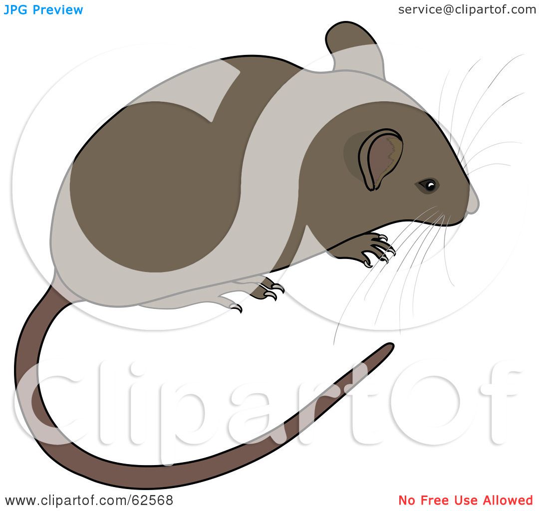 1080x1024 Whiskers Clipart Cute Mouse