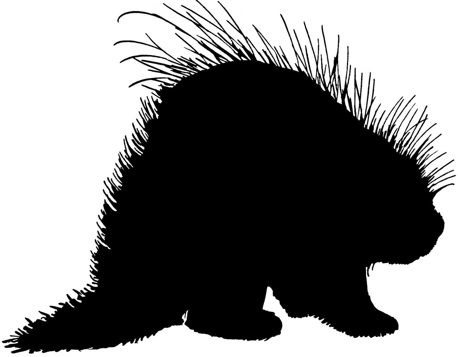 Cute Porcupine Clipart Free Download On Clipartmag 