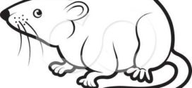 272x125 Cute Rat Clipart Clipart Panda