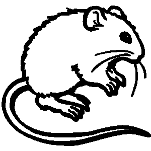300x300 Rat Clip Art