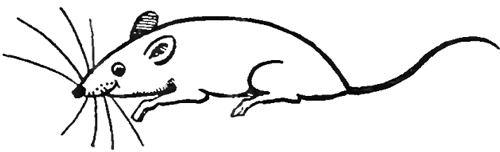 500x152 How To Draw Cartoon Rats In Simple Steps Drawing Tutorial