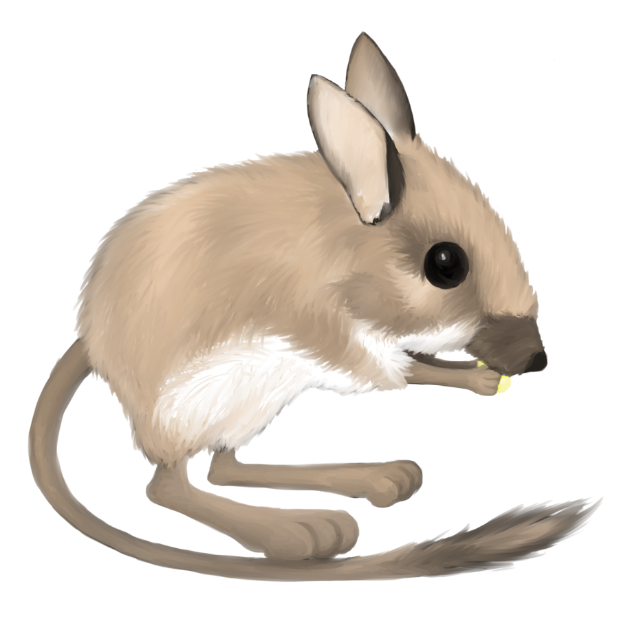 900x900 Kangaroo Rat By Lusta08