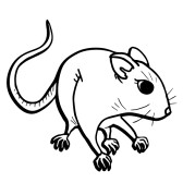 Cute Rat Drawing | Free download on ClipArtMag