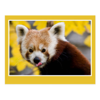 324x324 Cute Red Panda Postcards Zazzle