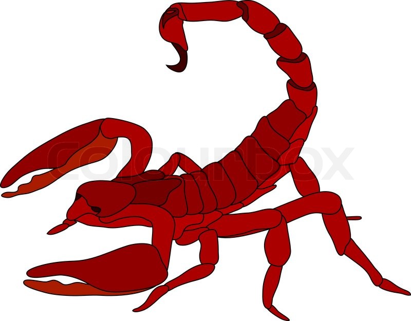 800x625 Lobster Clipart Scorpion