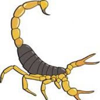 200x200 Scorpion Clipart