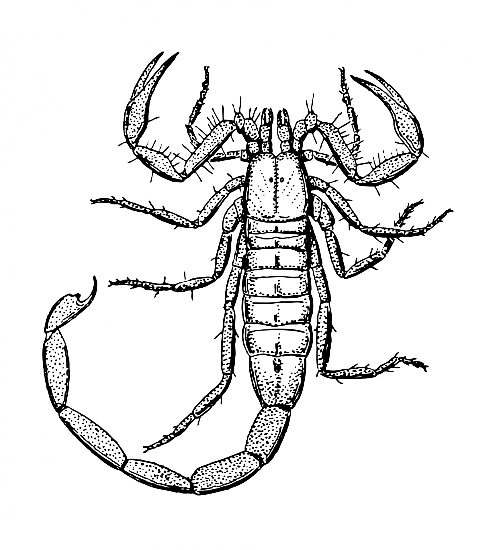 1727x1920 Scorpion Clip Art And Google Search