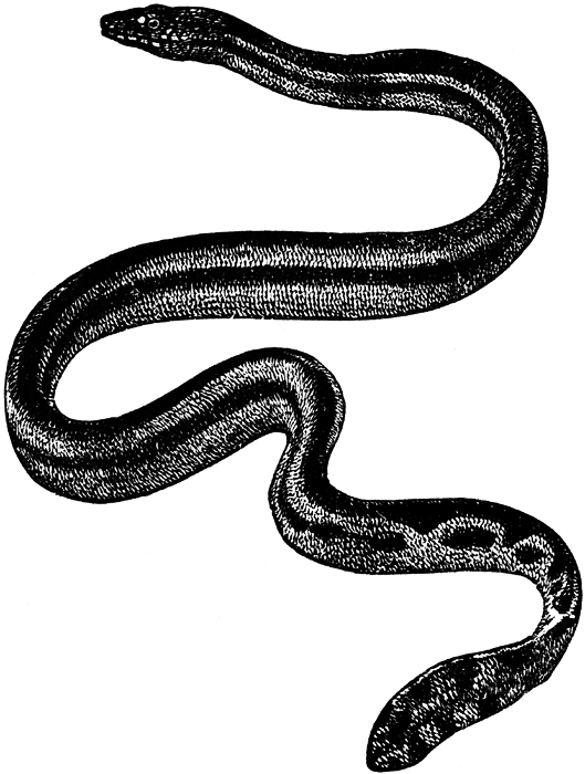 529x700 Snake Black And White Cute Snake Clipart Black And White Free 5
