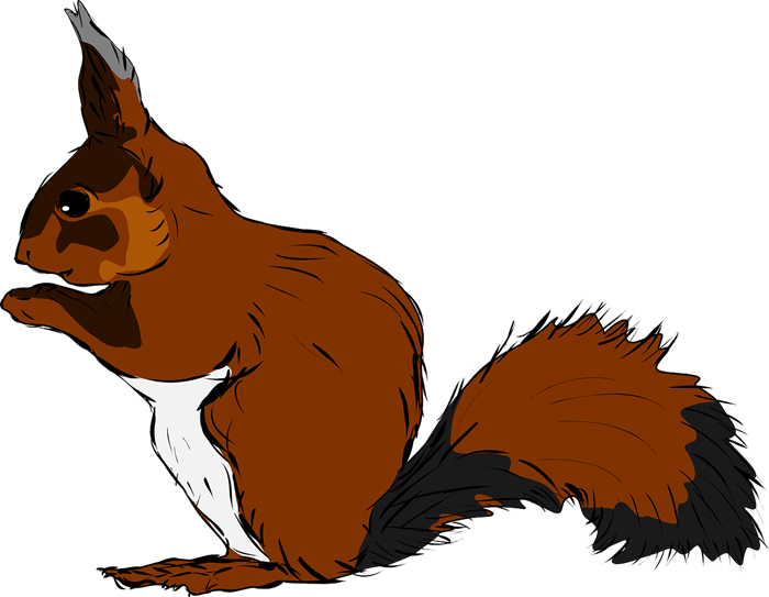 700x543 Squirrel Clipart Xerus