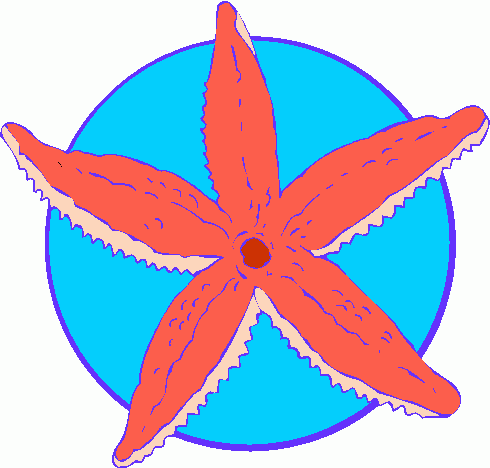 490x468 Cute Starfish Clipart Free Images 4