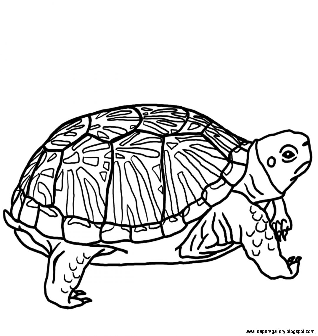 1080x1140 Cartoon Turtle Clipart Free Clip Art Images Image 9 3