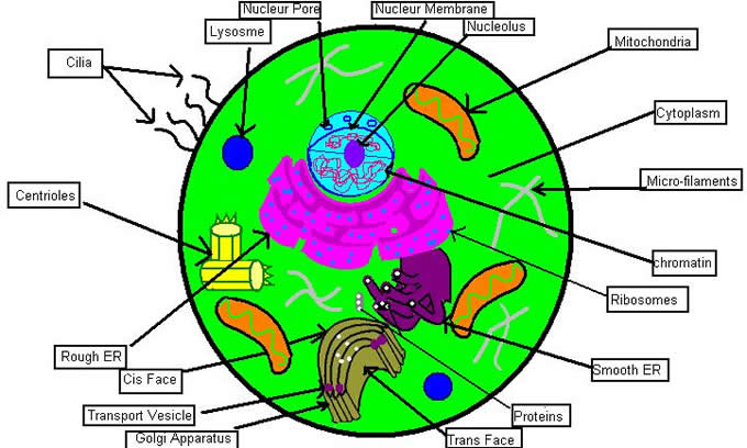 680x408 Bio Clipart Cell Biology
