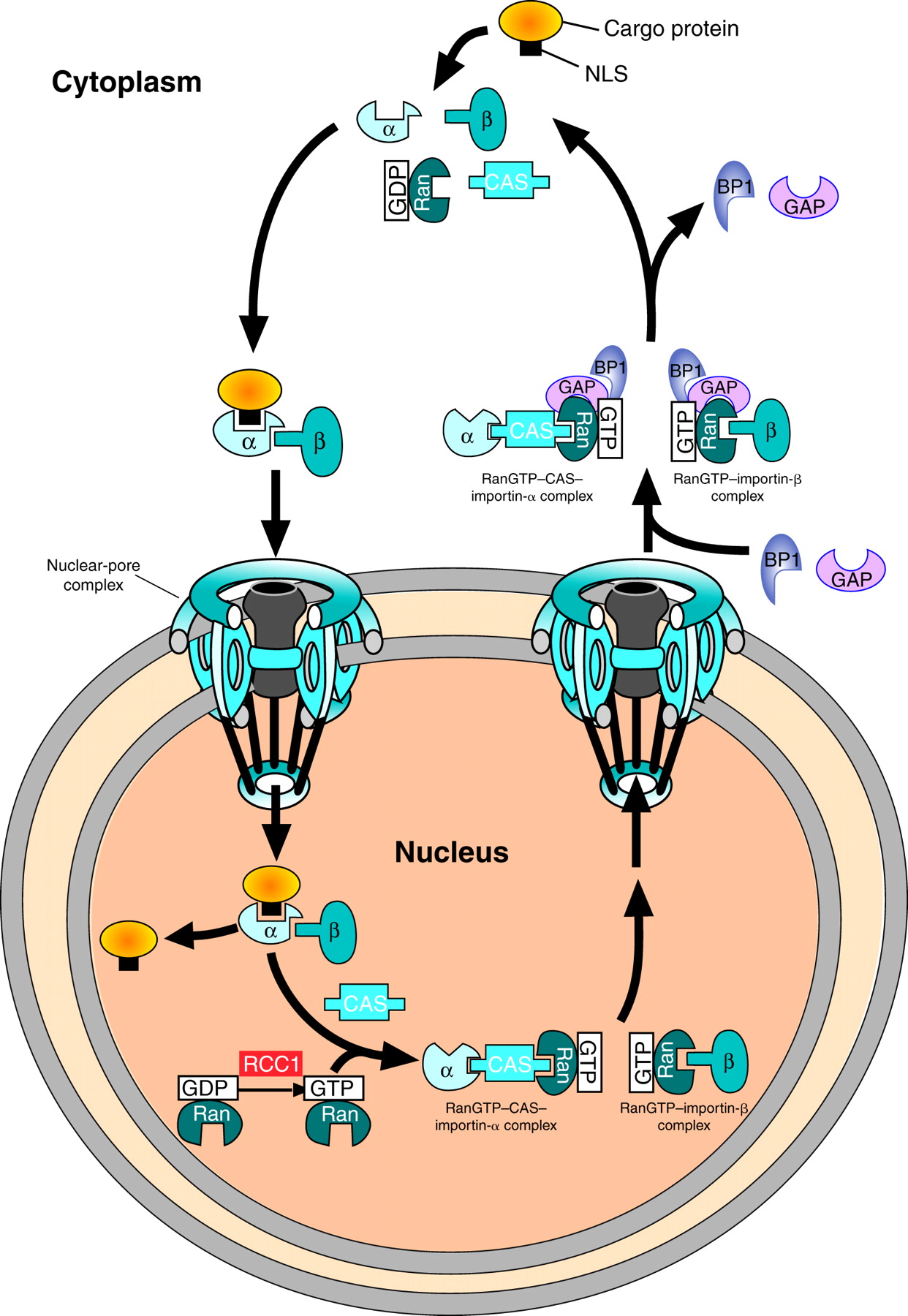 1242x1800 Nuclear Clipart Integrated Science