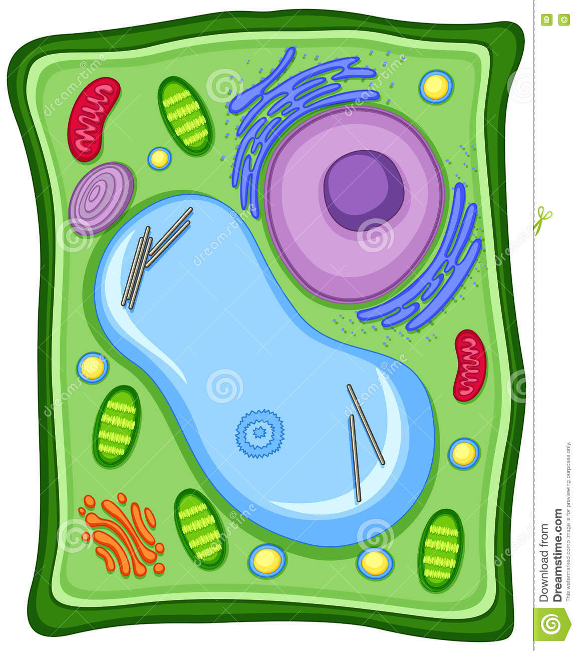 1154x1300 Top 92 Plant Cell Clip Art