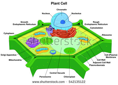 Cytoplasm Cliparts | Free download on ClipArtMag