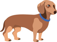 200x147 Search Results For Dachshund