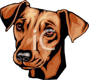 300x269 Face Of A Cute Dachshund Dog Clip Art Image
