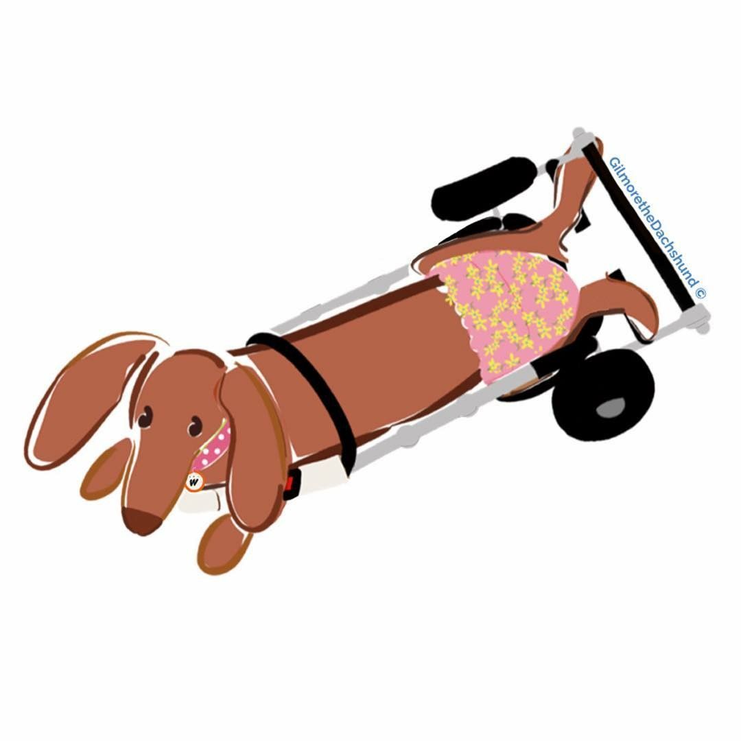 1080x1080 Pin By Rhonda Rutledge On Dachshunds Dachshunds