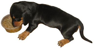 384x200 Dachshund Clipart Transparent