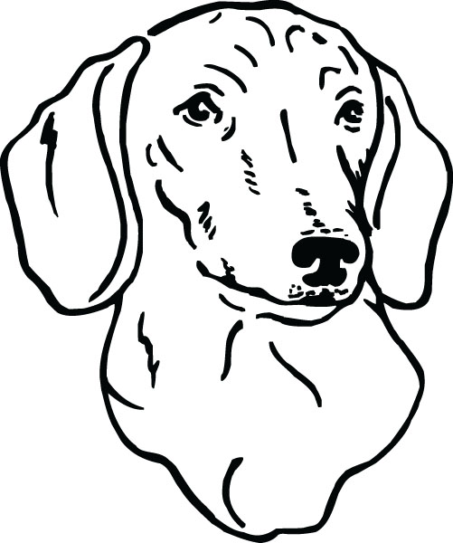 501x600 Dachshund Face Dog Breed Pet Art For Custom Engraved Ts Clipart