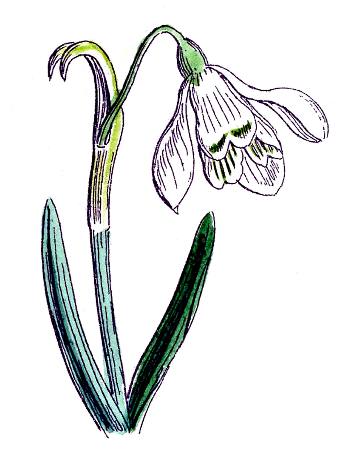 1160x1500 Daffodil Clipart Spring 2015