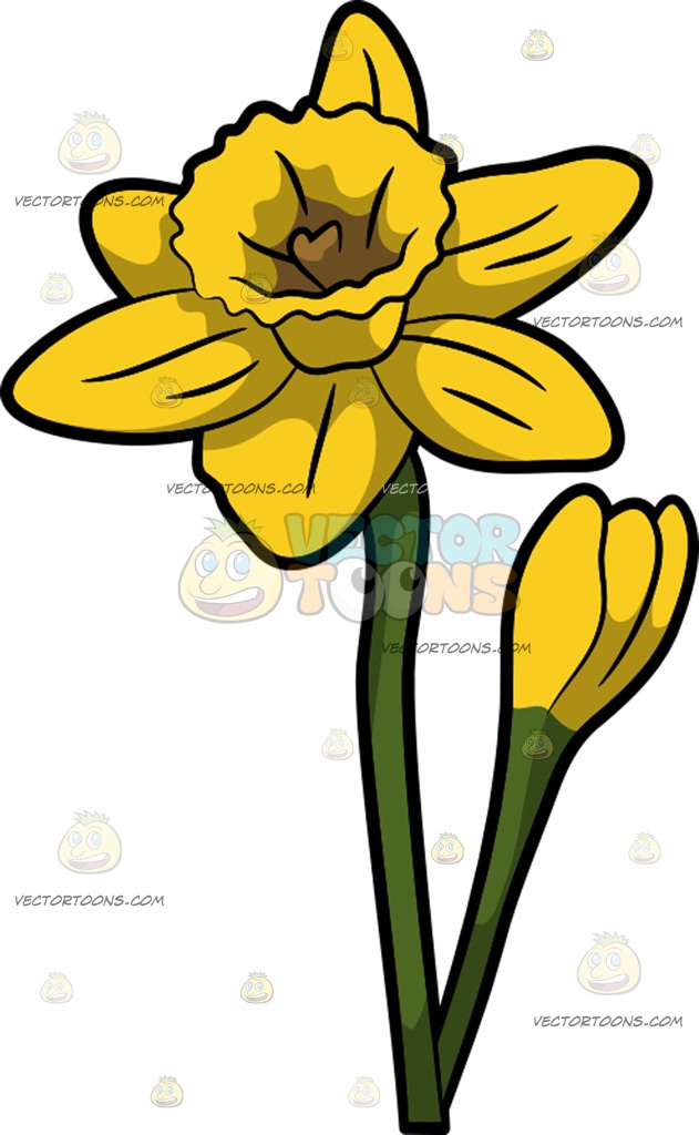 631x1024 Pretty Blooming Daffodils Cartoon Clipart