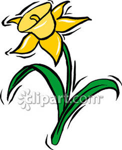 244x300 Yellow Daffodil