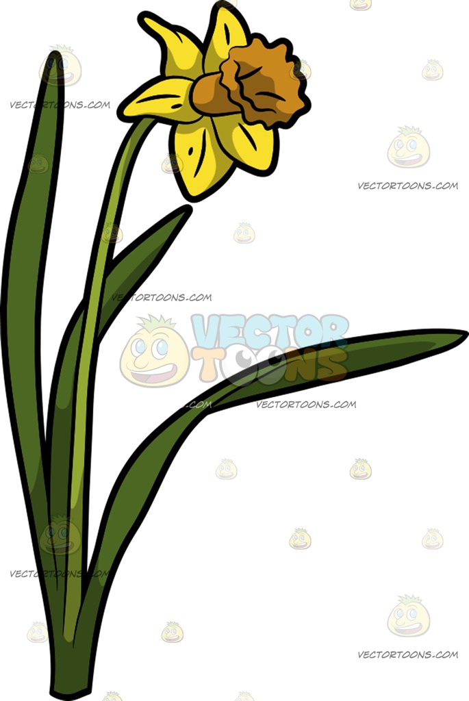 685x1024 A Pretty Daffodil Flower Cartoon Clipart